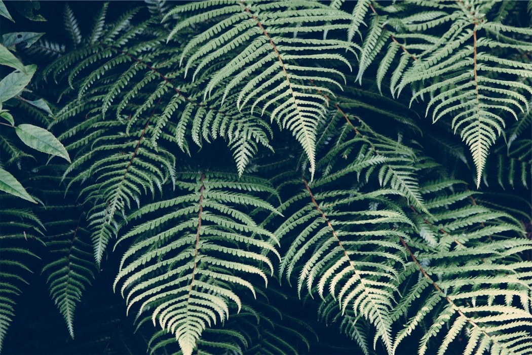 Nature, Landscape, Creation