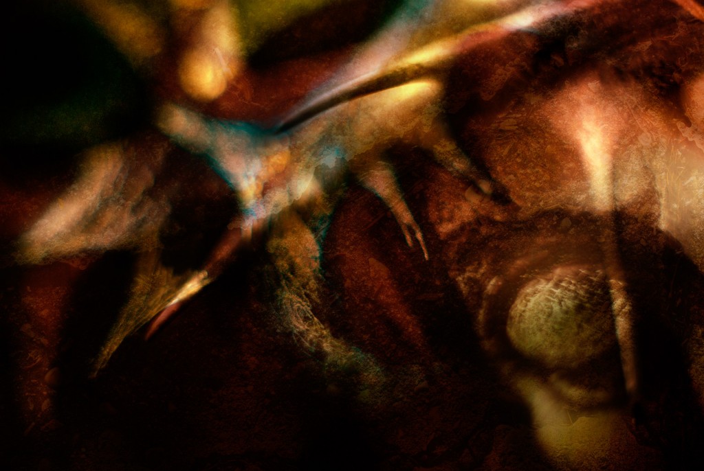 'Crown of Thorns'