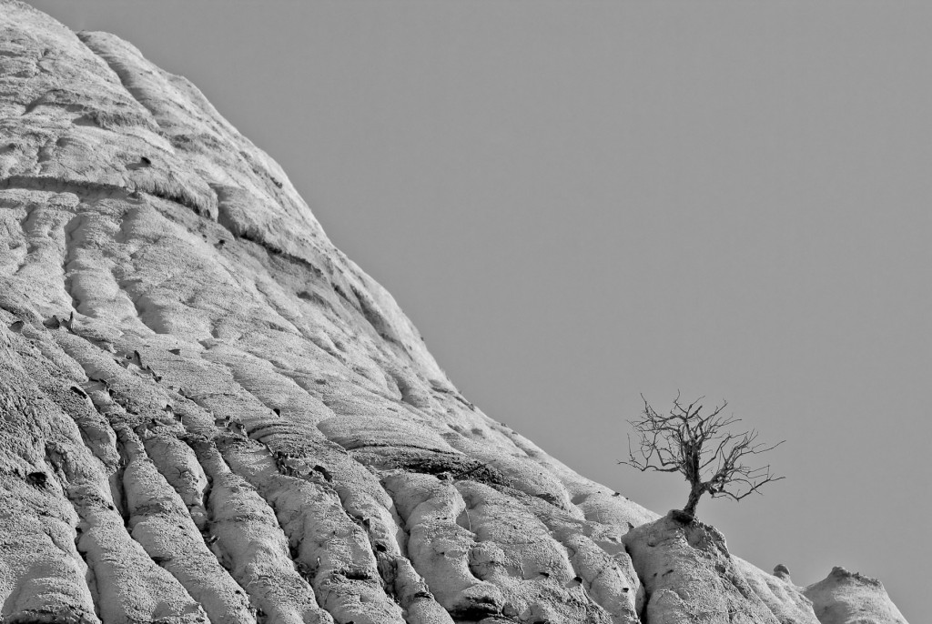 'Burnt Bush'