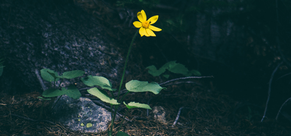 nature, flower, photo