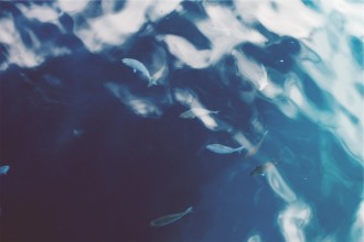 nature, fish, wonder