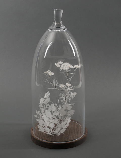 "Coriander," 2010.